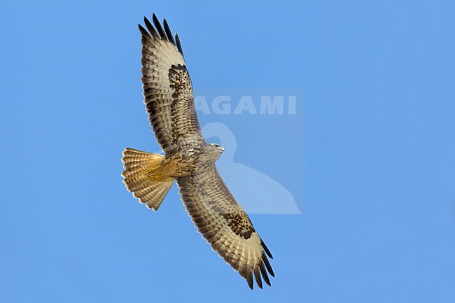 Steppebuizerd in de vlucht; Steppe Buzzard in flight stock-image by Agami/Daniele Occhiato,