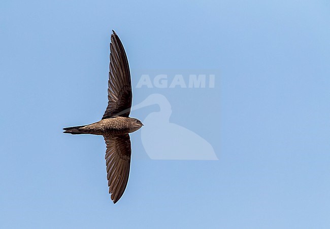 Plain Swift (Apus unicolor) in flight on island of Madeira. stock-image by Agami/Marc Guyt,