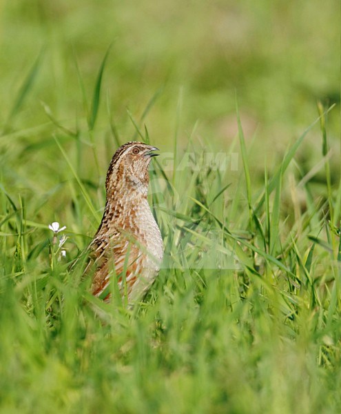 Roepende Kwartel; Calling Common Quail stock-image by Agami/Hans Gebuis,