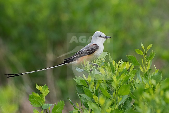 Adult
Galveston Co., TX
April 2022 stock-image by Agami/Brian E Small,