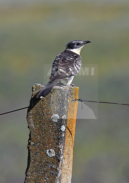 Great Spotted Cuckoo (Clamator glandarius), a brood parasite that lays its eggs in the nests of corvids, in particular the Eurasian magpie. stock-image by Agami/Andy & Gill Swash ,