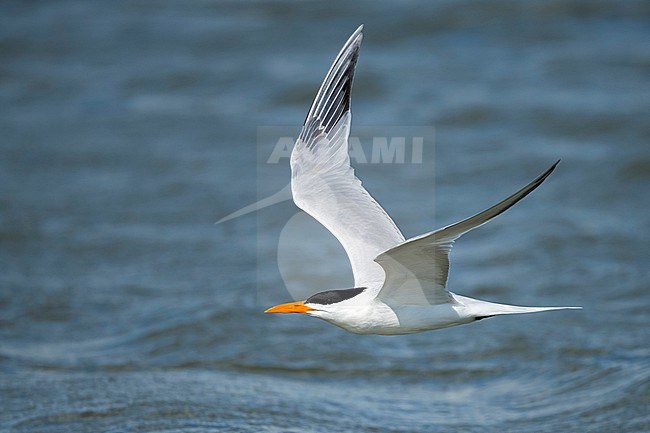 Adult American Royal Tern (Thalasseus maximus) in breeding plumage flying along the coast of Galveston County, Texas, USA. stock-image by Agami/Brian E Small,