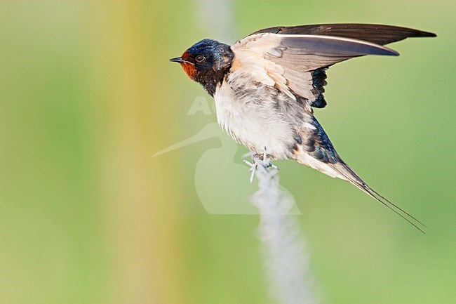 Rustende Boerenzwaluw, Resting Barn Swallow stock-image by Agami/Wil Leurs,