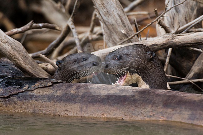 Two Giant otters, Pteronura brasiliensis, in the Cuiaba river. Mato Grosso Do Sul State, Brazil. stock-image by Agami/Sergio Pitamitz,