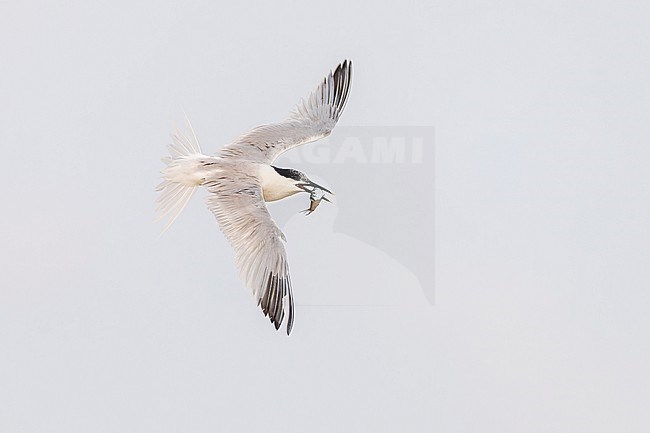 Upper view of an adult Sandwich Tern in flight with a fish on Ebro delta, Spain. stock-image by Agami/Rafael Armada,