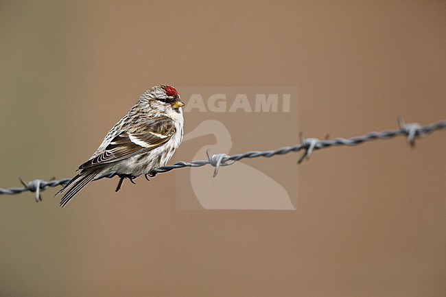 Adult Mealy Redpoll (Acanthis flammea) perched on barbed wire in the Netherlands. stock-image by Agami/Chris van Rijswijk,