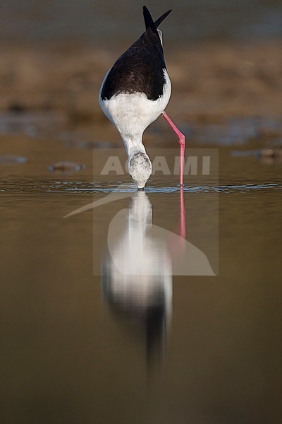 Black-winged Stilt - Stelzenläufer - Himantopus himantopus ssp. himantopus, Spain (Mallorca), adult female stock-image by Agami/Ralph Martin,