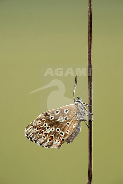 Bleek blauwtje, Chalk-hill Blue, stock-image by Agami/Walter Soestbergen,