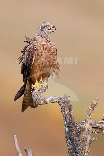 Black Kite, Adult perched on a dead tree, Basilicata, Italy (Milvus migrans) stock-image by Agami/Saverio Gatto,