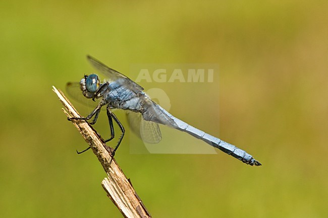 Mannetje Zuidelijke oeverlibel, Male Orthetrum brunneum stock-image by Agami/Wil Leurs,