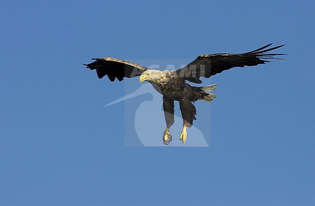 Zeearend adult vliegend; White-tailed Eagle adult flying stock-image by Agami/Markus Varesvuo,