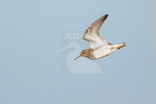 Adult breeding
Galveston Co., TX
May 2023 stock-image by Agami/Brian E Small,