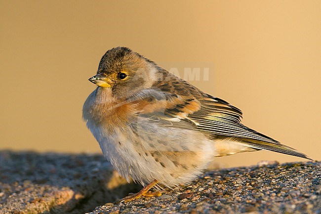 Brambling - Bergfink - Fringilla montifringilla, Germany, 1st cy male stock-image by Agami/Ralph Martin,