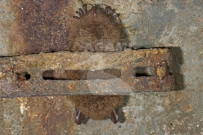 Slapende Watervleermuis; Sleeping Daubenton\'s Bat stock-image by Agami/Theo Douma,