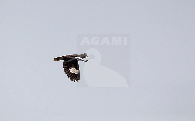 Great Myna (Acridotheres grandis) in flight at Chiang Mai, Thailand stock-image by Agami/Helge Sorensen,
