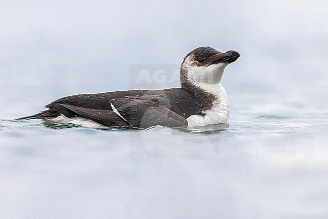 Wintering Razorbill (Alca torda) in Italy. Swimming in a harbour. stock-image by Agami/Daniele Occhiato,