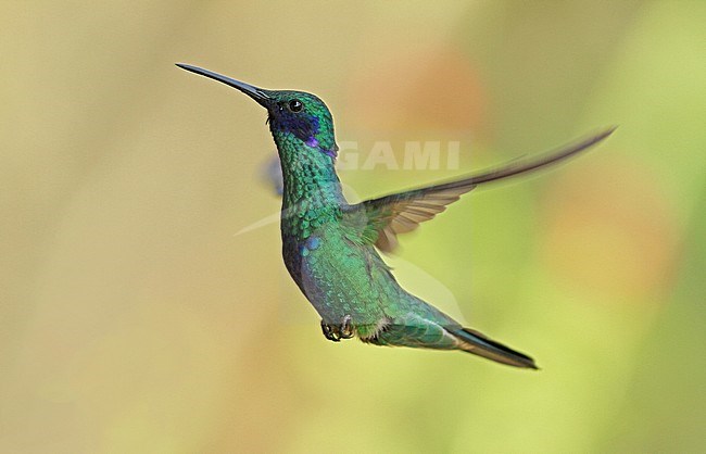 Sparkling Violetear (Colibri coruscans) in flight against a green background stock-image by Agami/Pete Morris,