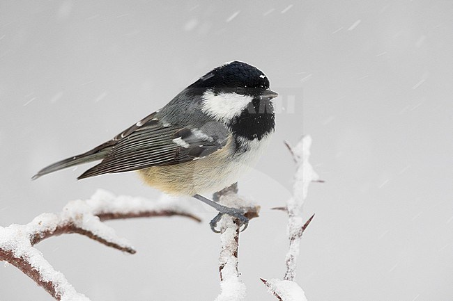 Coal Tit (Periparus ater), side view of an adult perched on a branch, Campania, Italy stock-image by Agami/Saverio Gatto,