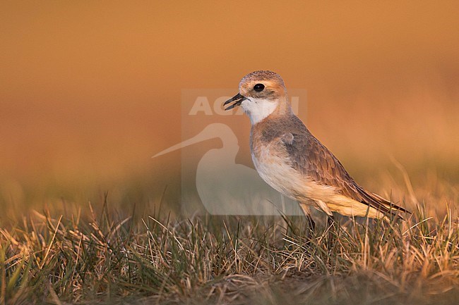 Lesser Sand Plover - Mongolenregenpfeifer - Charadrius mongolus ssp. pamirensis, Kyrgyzstan, adult female stock-image by Agami/Ralph Martin,