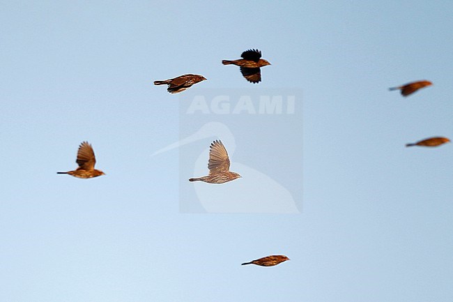 Red-winged Blackbird (Agelaius phoeniceus), flock in flight during migration at Cape May, New Jersey, USA stock-image by Agami/Helge Sorensen,