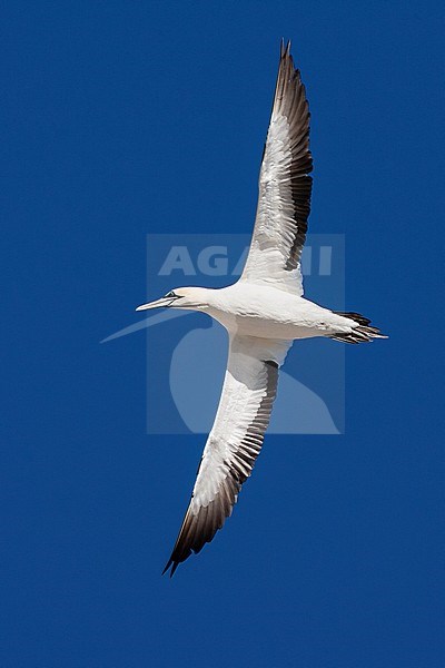 Cape Gannet (Morus capensis) flying over the colony of Bird Island Nature Reserve in Lambert’s Bay, South Africa. stock-image by Agami/Marc Guyt,