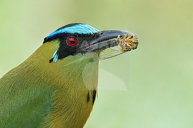 Andean Motmot (Momotus aequatorialis) perched on a branch in Colombia, South America. stock-image by Agami/Glenn Bartley,