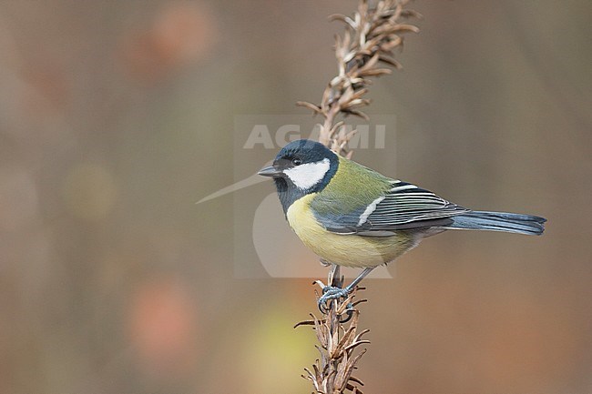 Great Tit - Kohlmeise - Parus major ssp. major, Germany, adult female stock-image by Agami/Ralph Martin,