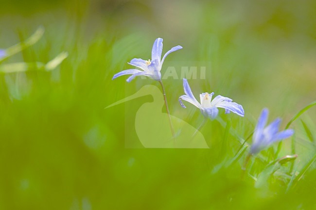 Kleine sneeuwroem, Lesser Glory of the Snow stock-image by Agami/Wil Leurs,