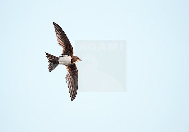 Alpine Swift (Apus melba) in flight in Spain. stock-image by Agami/Ran Schols,