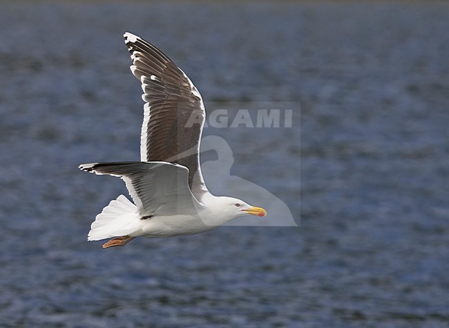 Grote Mantelmeeuw in vlucht; Greater Black-backed Gull in flight stock-image by Agami/Markus Varesvuo,