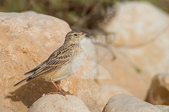 Oriental Skylark - Kleine Feldlerche - Alauda gulgula, Sultanate of Oman stock-image by Agami/Ralph Martin,