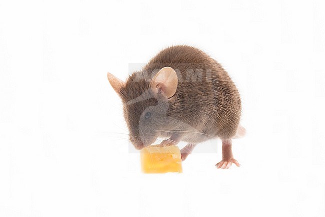 Huismuis, House Mouse, Mus musculus stock-image by Agami/Theo Douma,