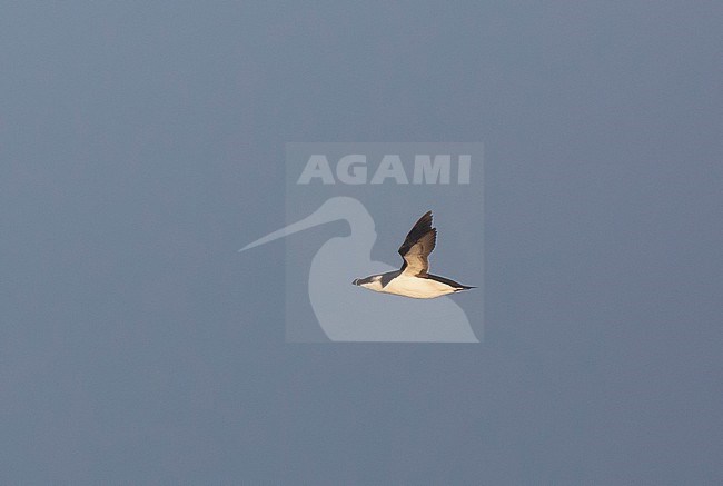 Adult Razorbill (Alca torda) migrating past Dutch coast during winter. stock-image by Agami/Edwin Winkel,