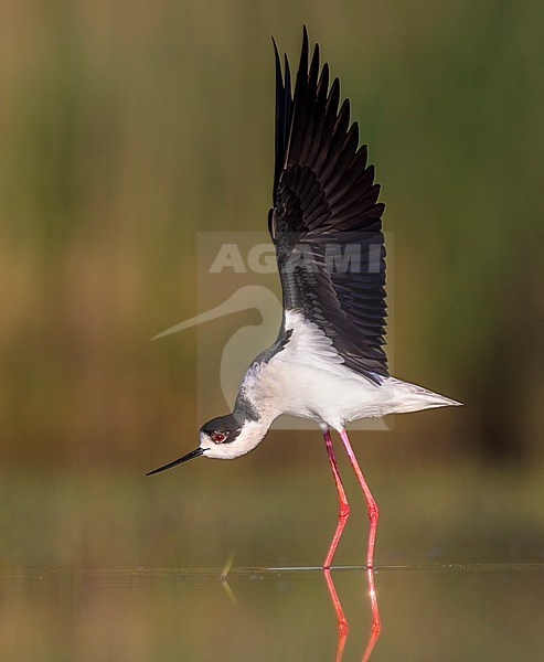 Adult Black-winged Stilt (Himantopus himantopus) in Italy. stock-image by Agami/Daniele Occhiato,