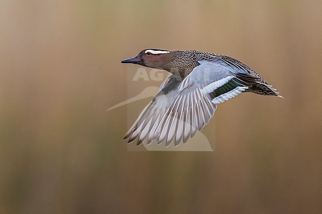 Zomertaling mannetje in vlucht; Garganey male in flight stock-image by Agami/Daniele Occhiato,