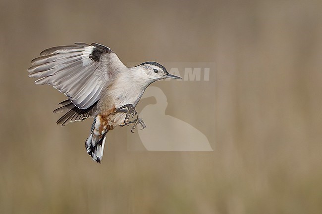 Adult female
Santa Barbara Co., CA
November 2021 stock-image by Agami/Brian E Small,