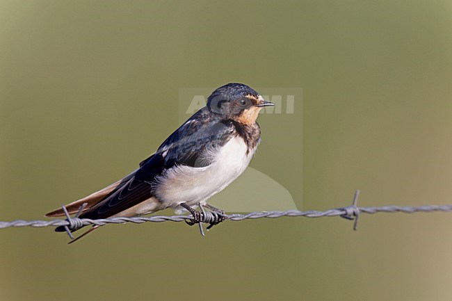 Boerenzwaluw zittend op prikkeldraad, Barn Swallow perched on barbed wire stock-image by Agami/Ran Schols,