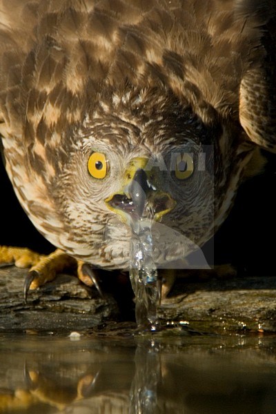 Havik vrouwtje water drinkend; Northern Goshawk female drinking water stock-image by Agami/Bence Mate,