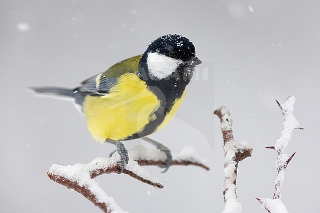 Great Tit (Parus major aphrodite), side view od an adult male perched on a branch under a snowfall, Campania, Italy stock-image by Agami/Saverio Gatto,