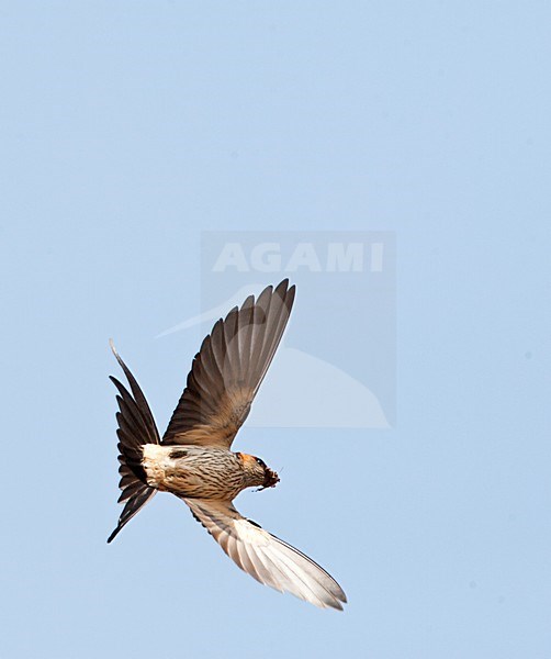 Roodstuitzwaluw, Red-rumped Swallow, Cecropis daurica daurica stock-image by Agami/Marc Guyt,