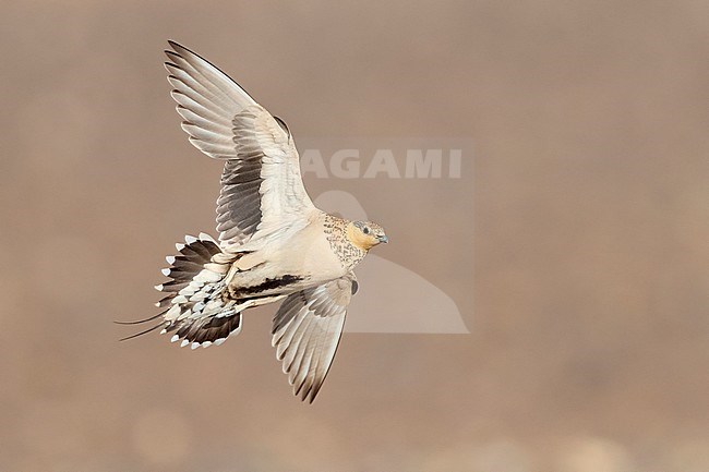 Spotted Sandgrouse (Pterocles senegallus), adult female in flight stock-image by Agami/Saverio Gatto,