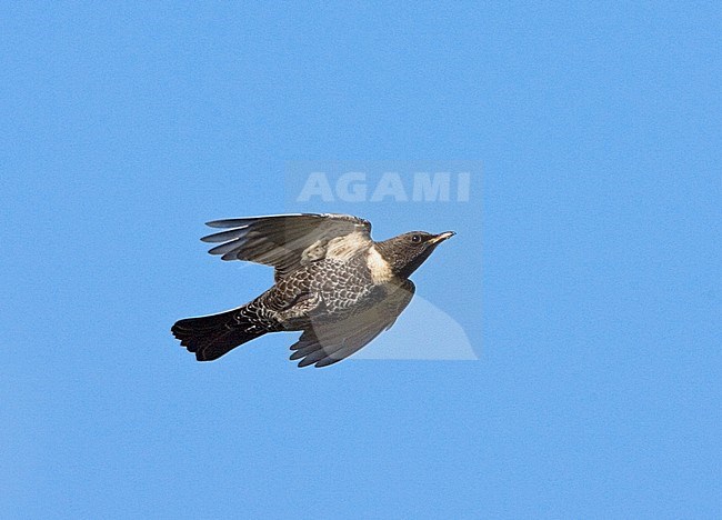 Ring Ouzel (Turdus torquatus) during migration over the Vliehors on Vlieland, Netherlands stock-image by Agami/Marc Guyt,