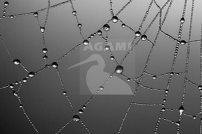 Berijpte spinnenweb, Frosted spider web stock-image by Agami/Wil Leurs,