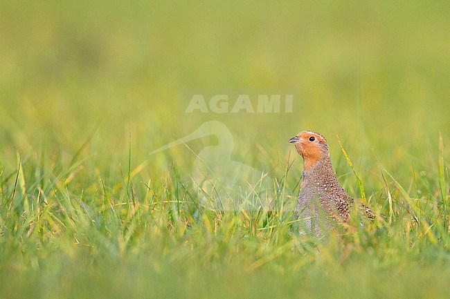 Patrijs zittend in grasland; Grey Partridge perched in grassland stock-image by Agami/Menno van Duijn,