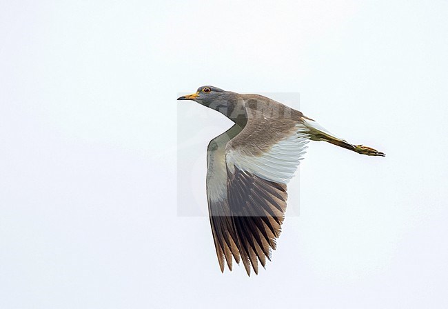 Adult Grey-headed Lapwing (Vanellus cinereus) in flight in Japan during spring. stock-image by Agami/Yann Muzika,