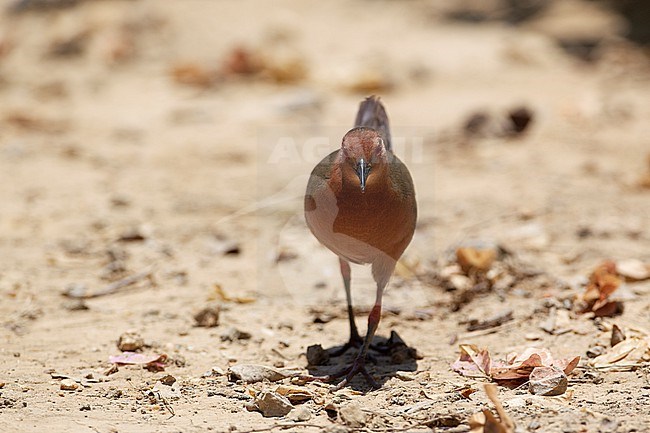 Ruddy-breasted Crake (Zapornia fusca) walking on ground at Laem Pak Bia, Thailand stock-image by Agami/Helge Sorensen,