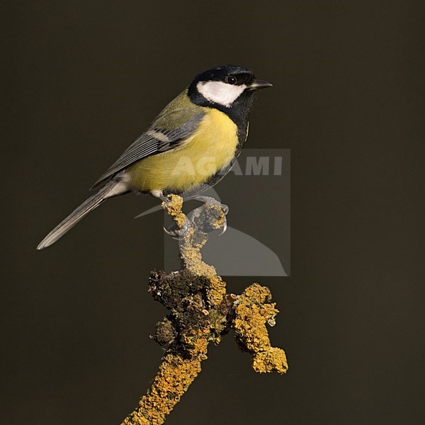 Koolmees zittend op tak; Great Tit perched on branch stock-image by Agami/Han Bouwmeester,