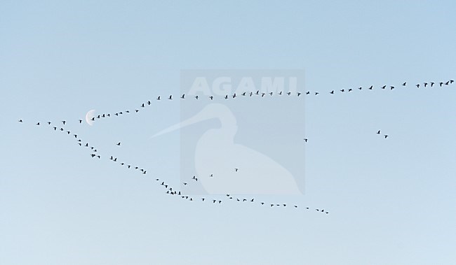 Brandganzen tijdens de trek; Barnacle Geese on migration stock-image by Agami/Markus Varesvuo,