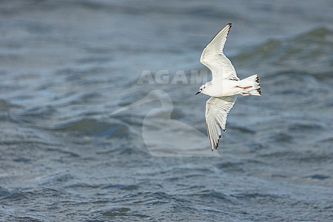  stock-image by Agami/Menno van Duijn,