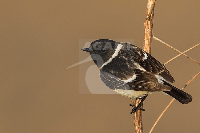 Siberian Stonechat - Pallasschwarzkehlchen - Saxicola maurus, Russia (Ural), adult male stock-image by Agami/Ralph Martin,